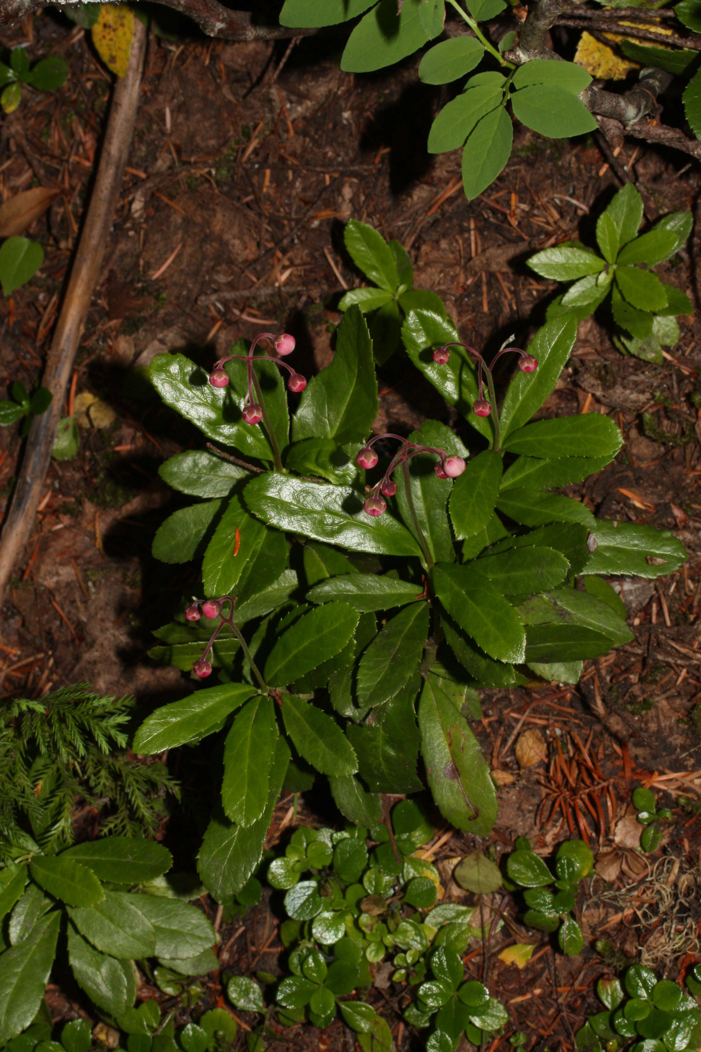 Image of pipsissewa