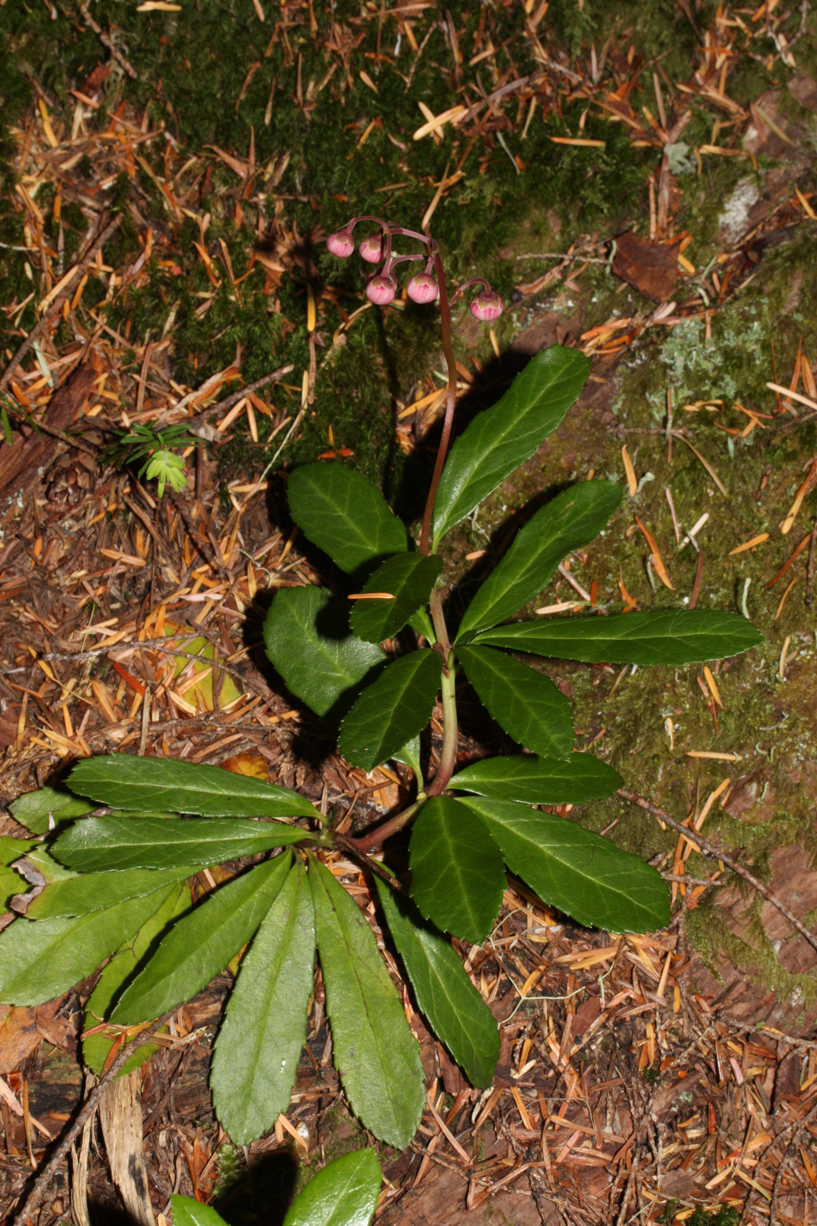 Image of pipsissewa