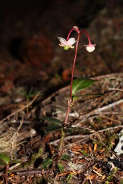 Image of pipsissewa