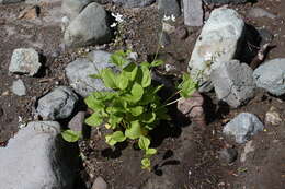 Claytonia cordifolia S. Wats. resmi