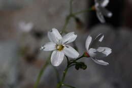 Claytonia cordifolia S. Wats. resmi