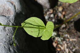 Image of heartleaf springbeauty