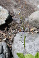 Image of heartleaf springbeauty