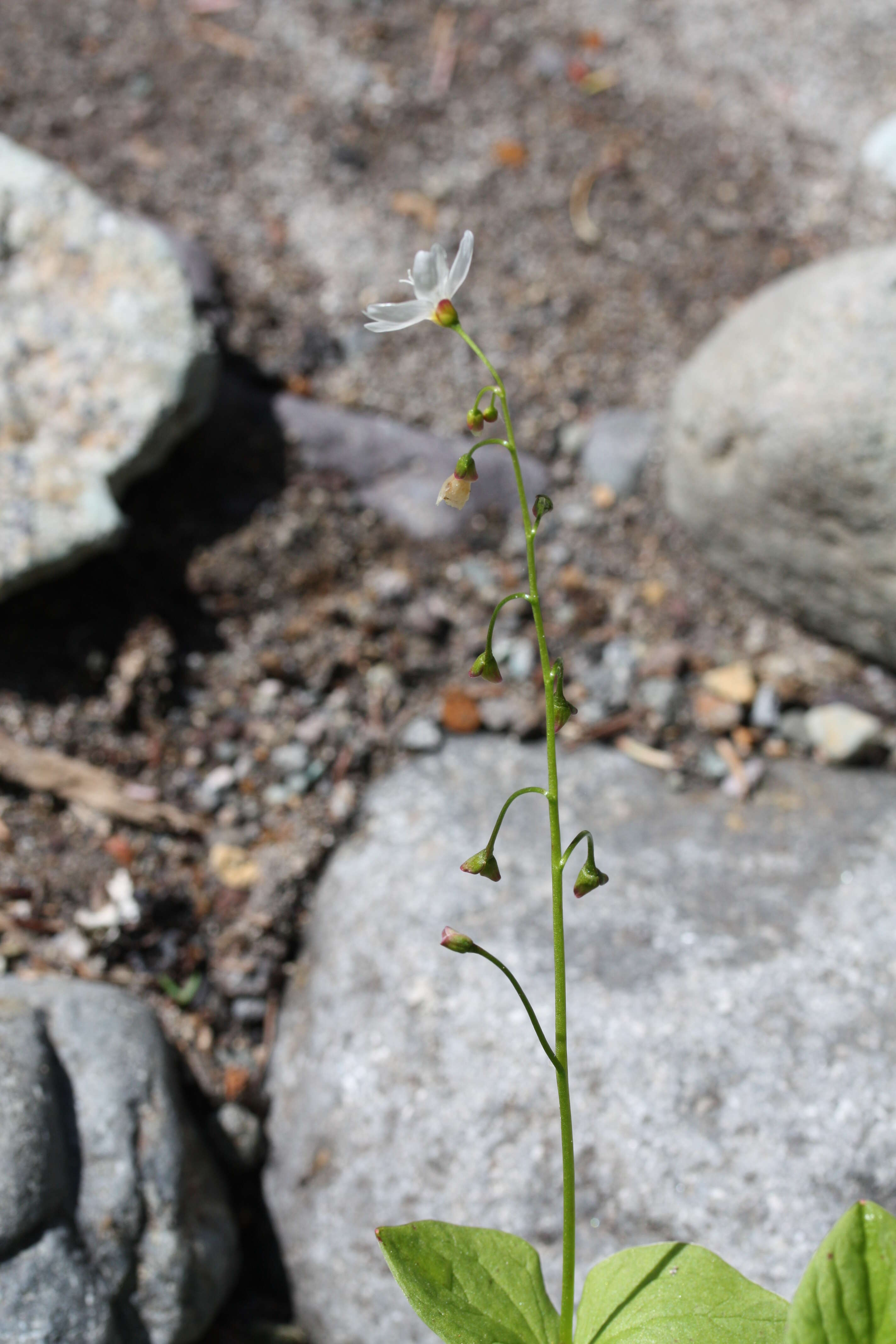 Image of heartleaf springbeauty