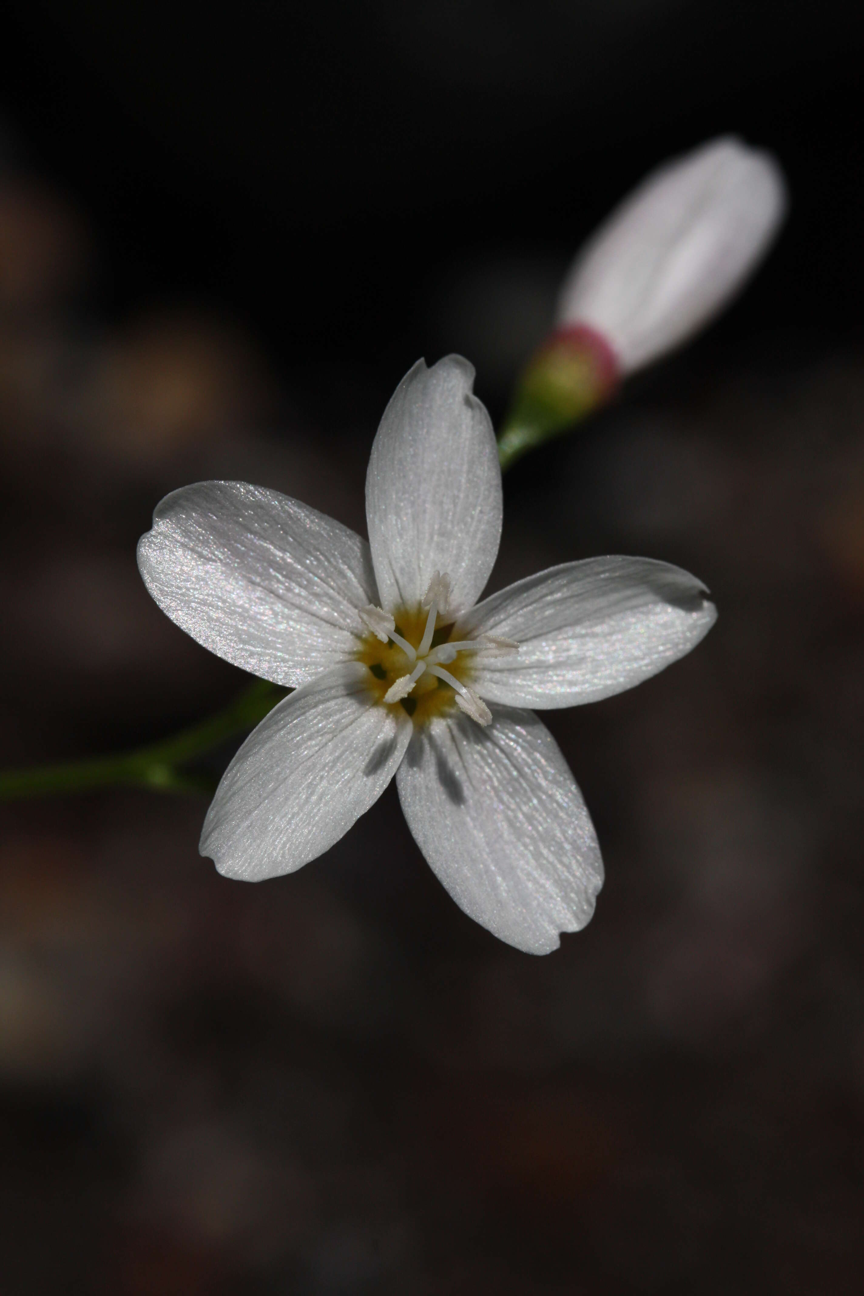 Image of heartleaf springbeauty