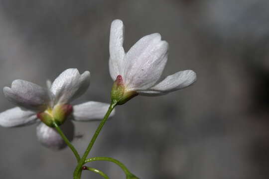 Image of heartleaf springbeauty