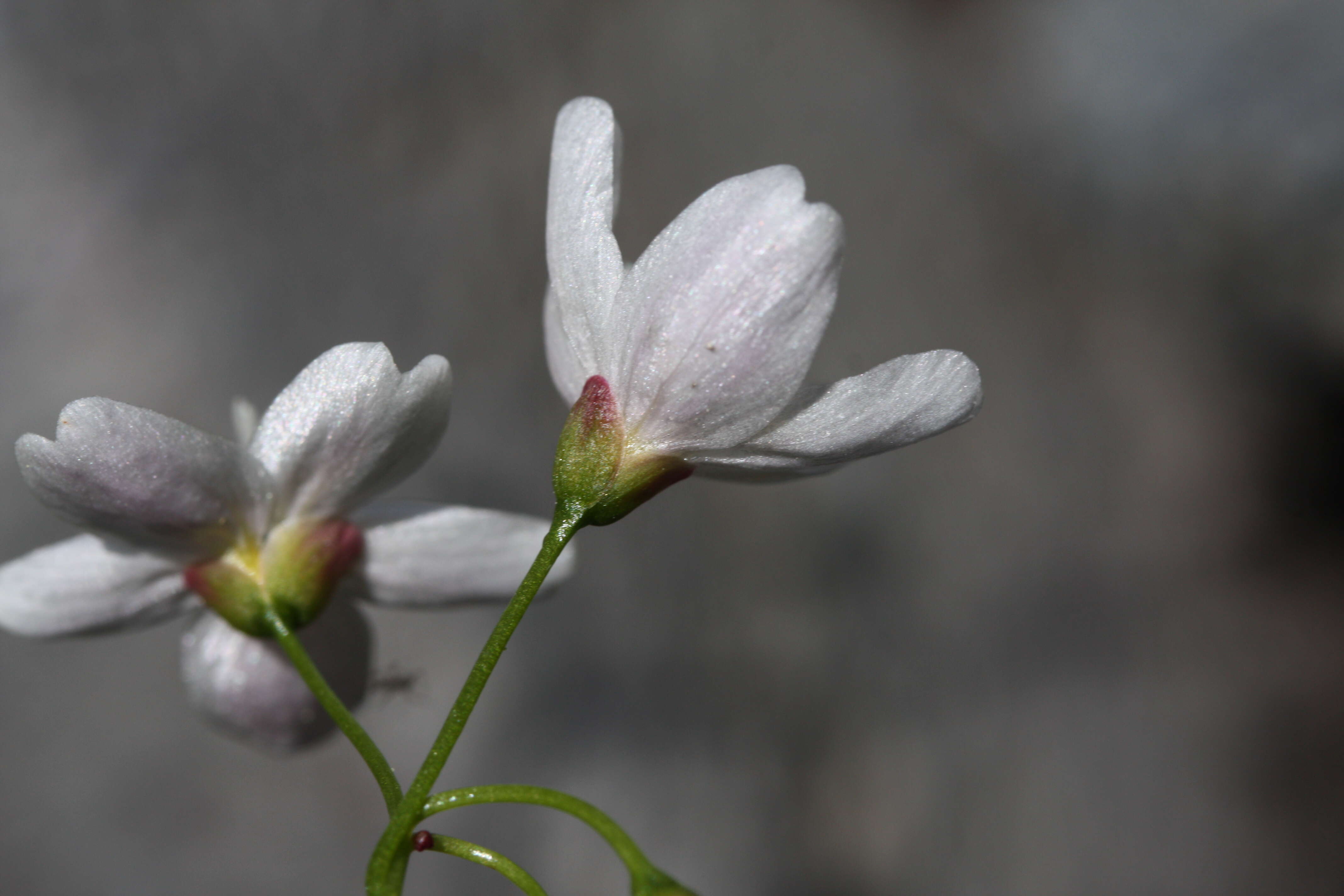 Claytonia cordifolia S. Wats. resmi