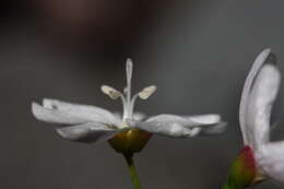 Image of heartleaf springbeauty