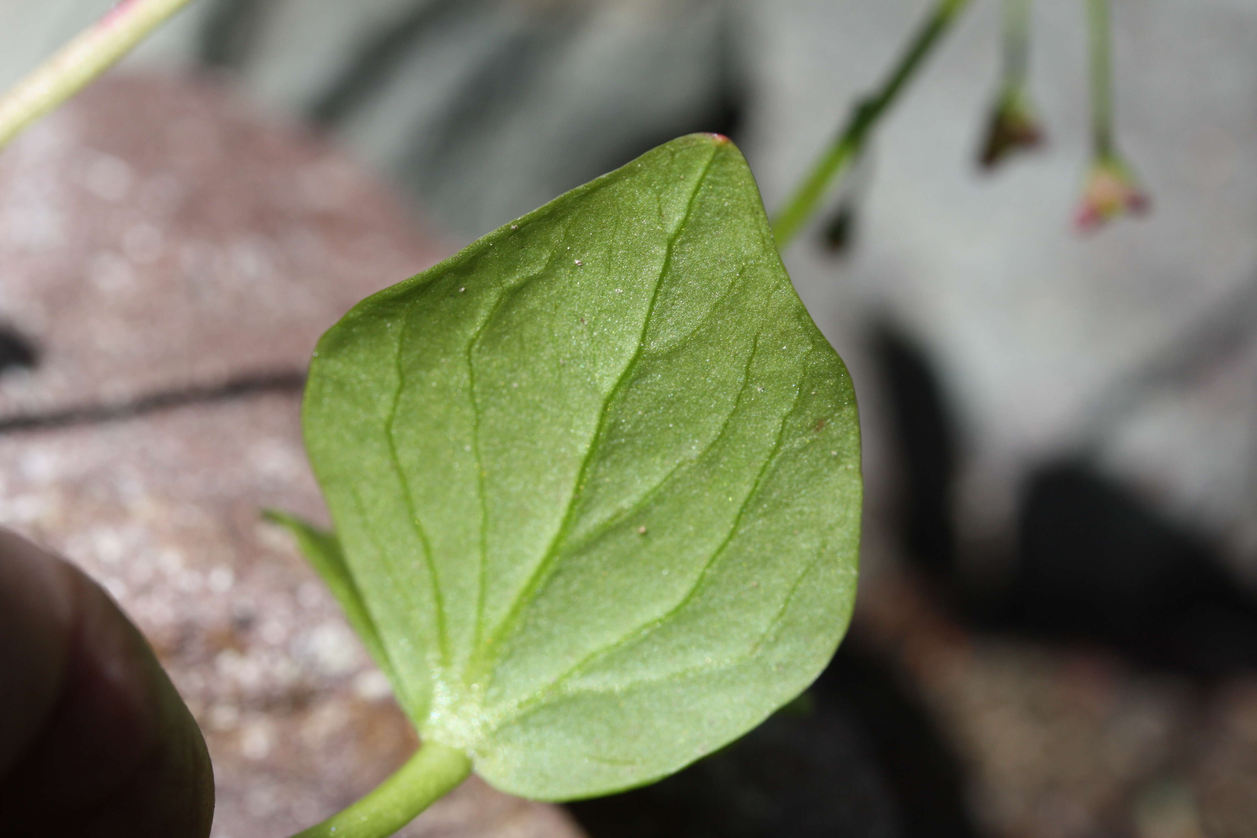 Image of heartleaf springbeauty