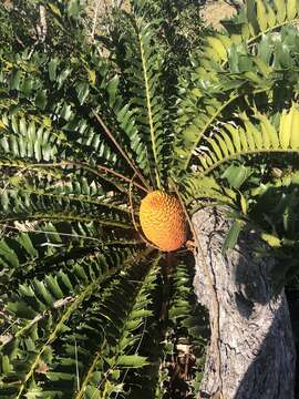 Слика од Encephalartos ferox G. Bertol