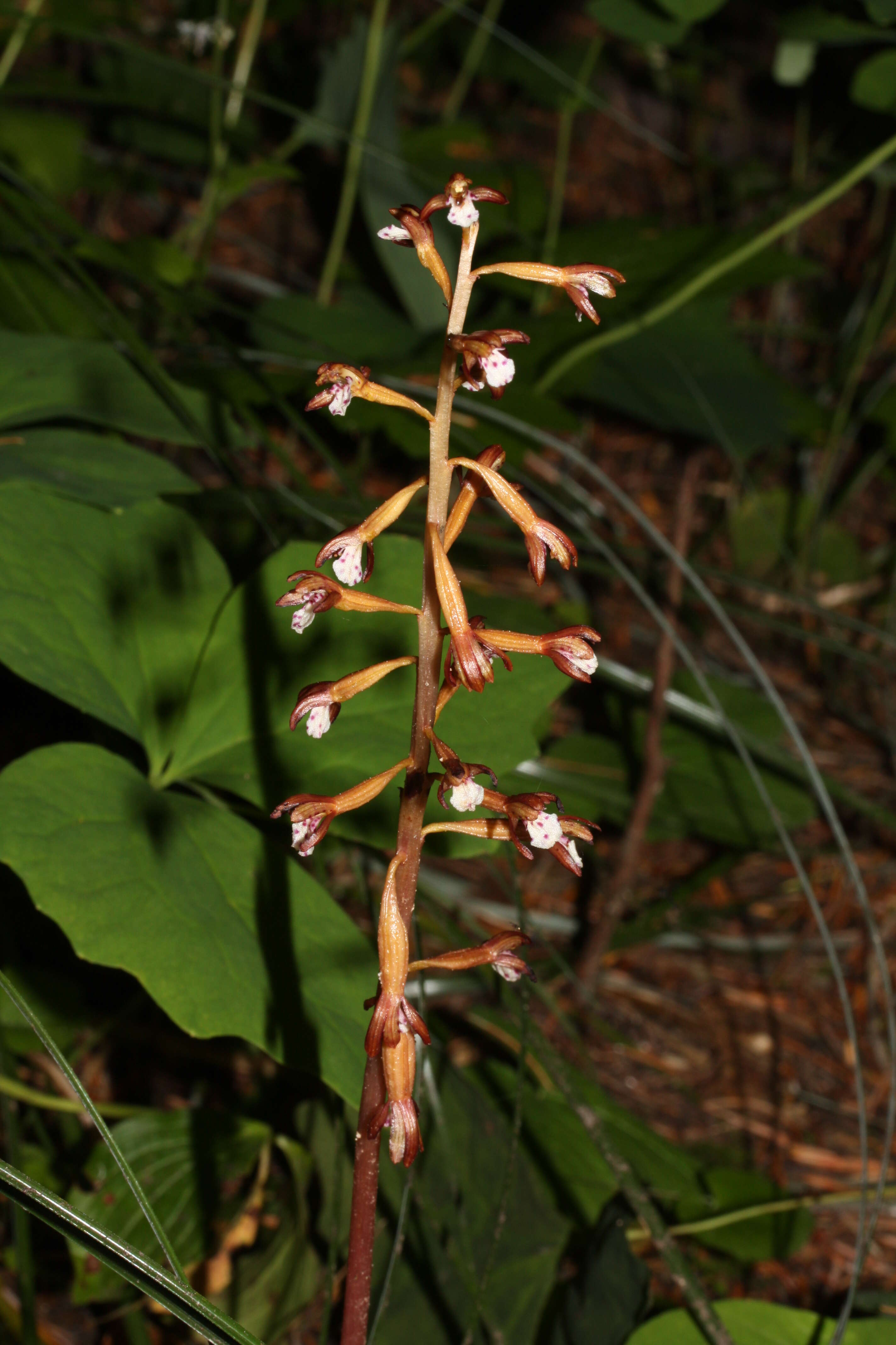 Image of Spotted coralroot