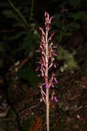 Image of Pacific coralroot