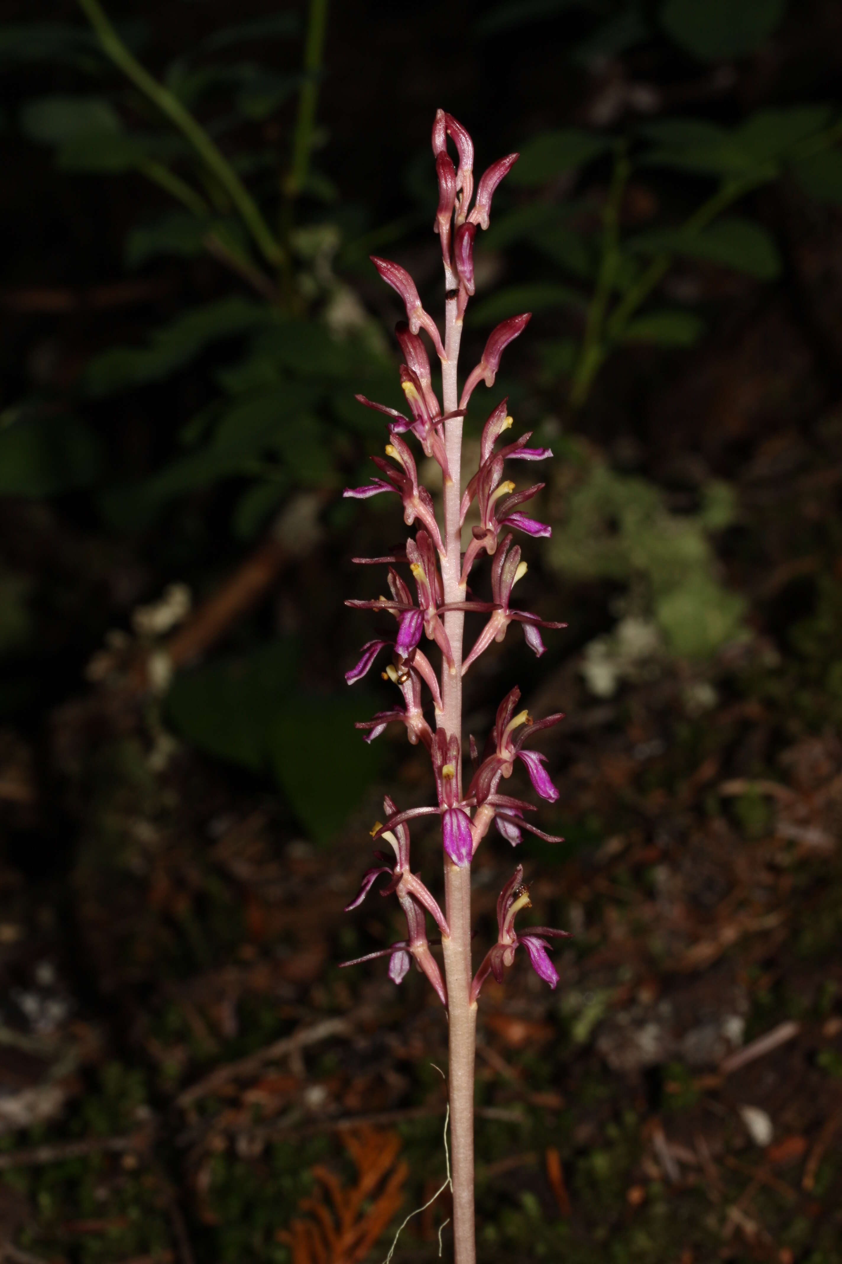 Image of Pacific coralroot