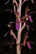 Image of Pacific coralroot