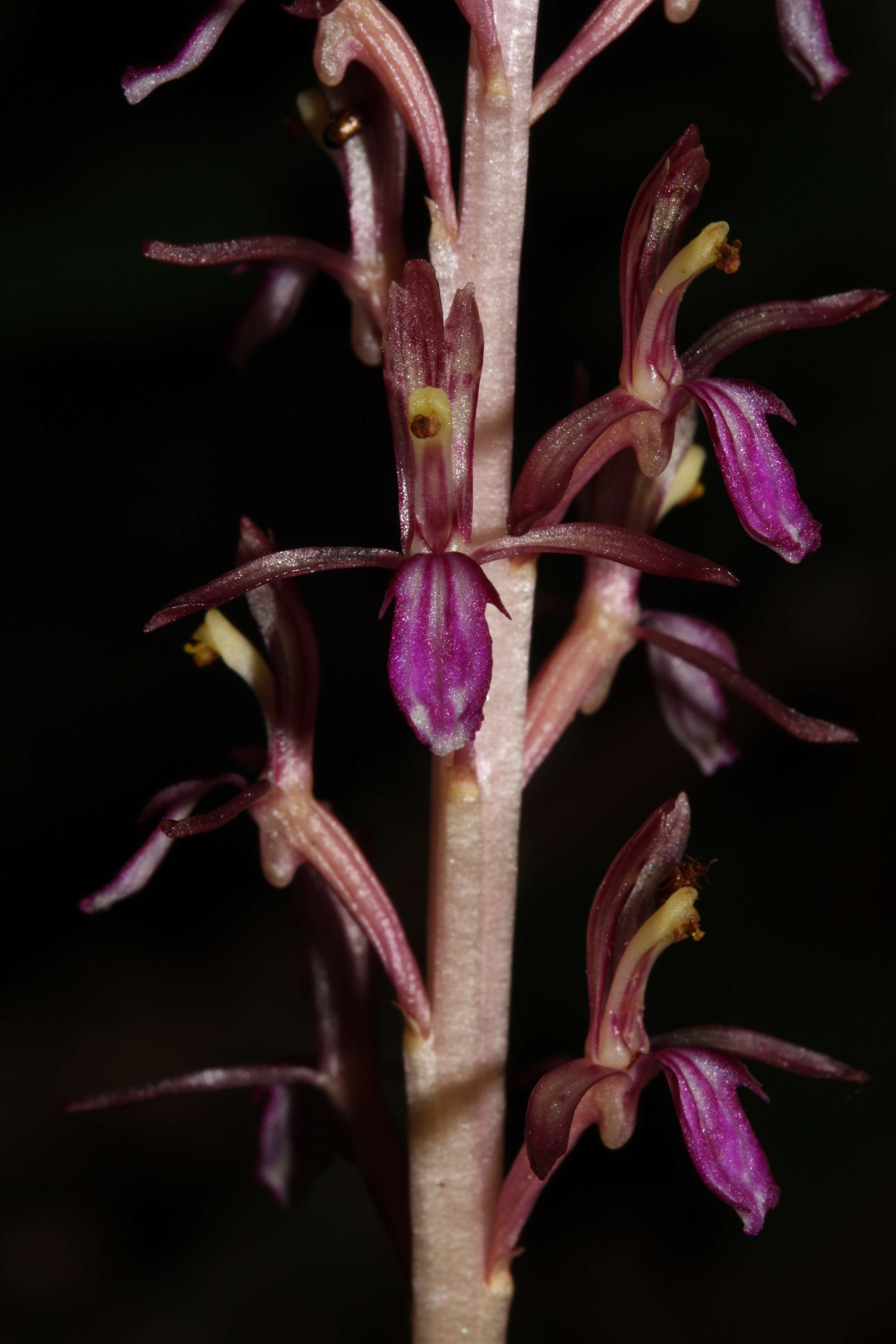 Image of Pacific coralroot