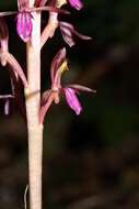 Image of Pacific coralroot