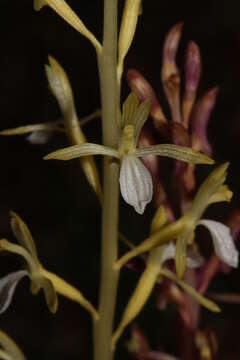 Image of Pacific coralroot