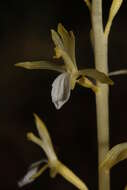 Image of Pacific coralroot