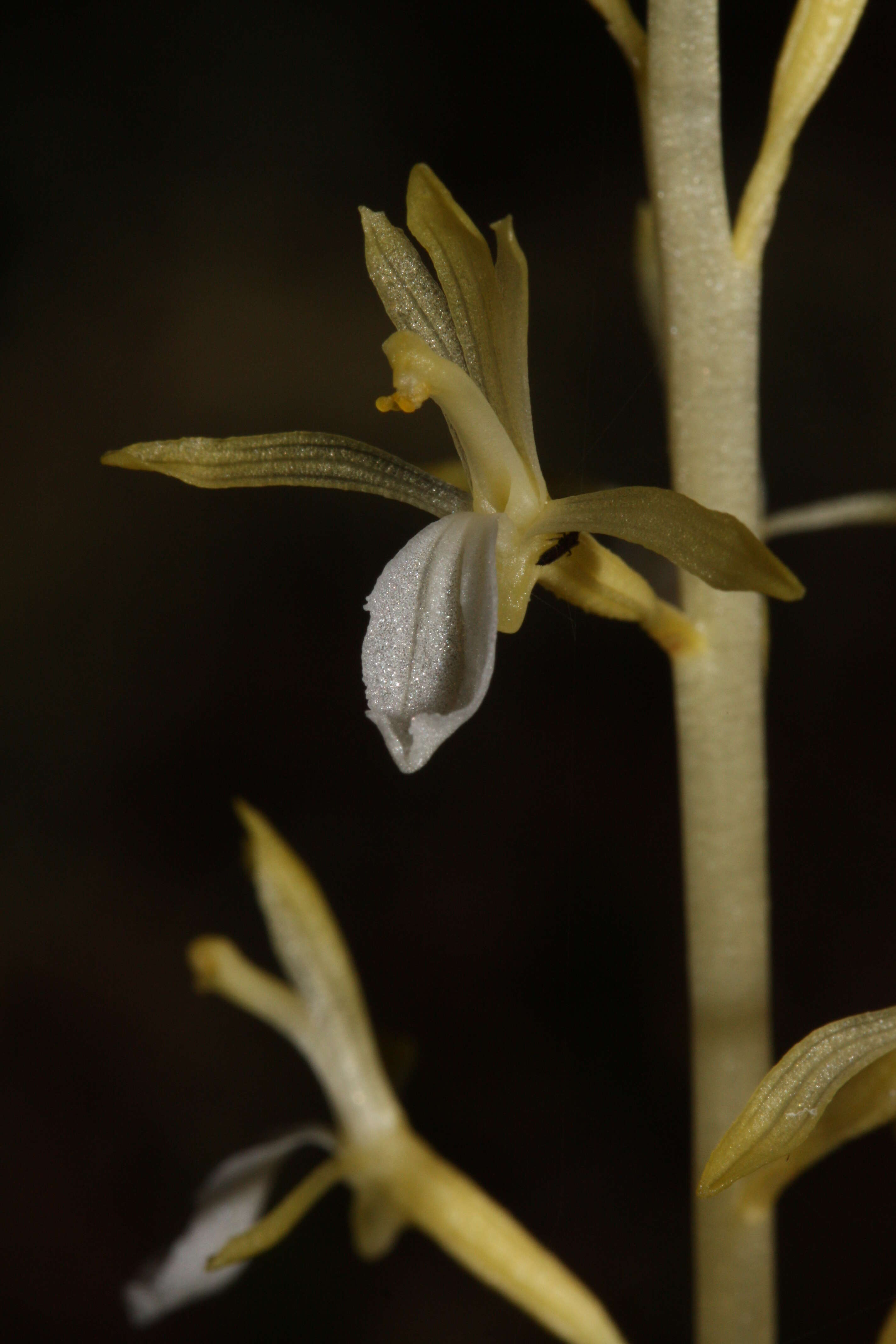 Image of Pacific coralroot