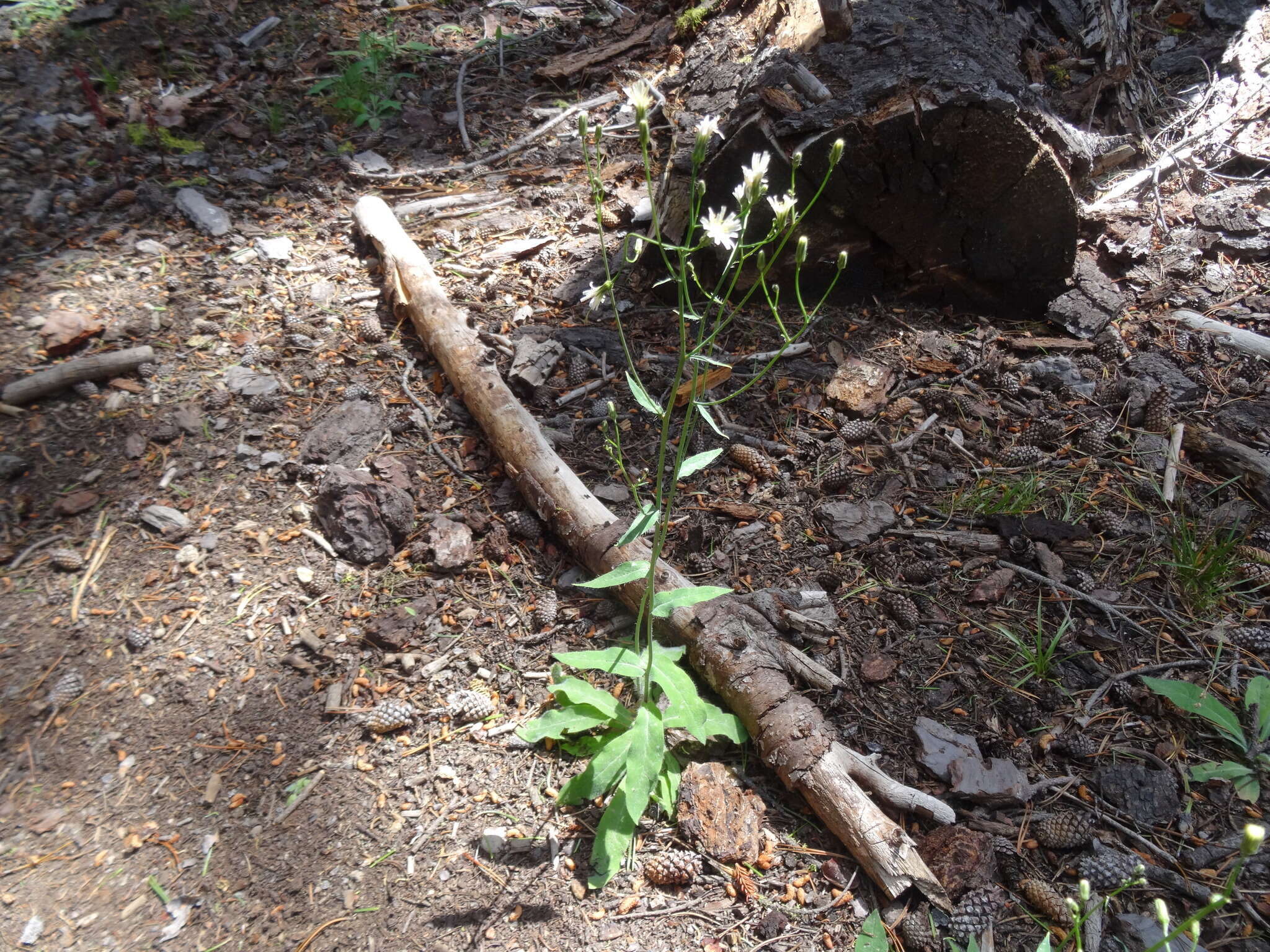 Image of white hawkweed