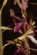 Image of Pacific coralroot