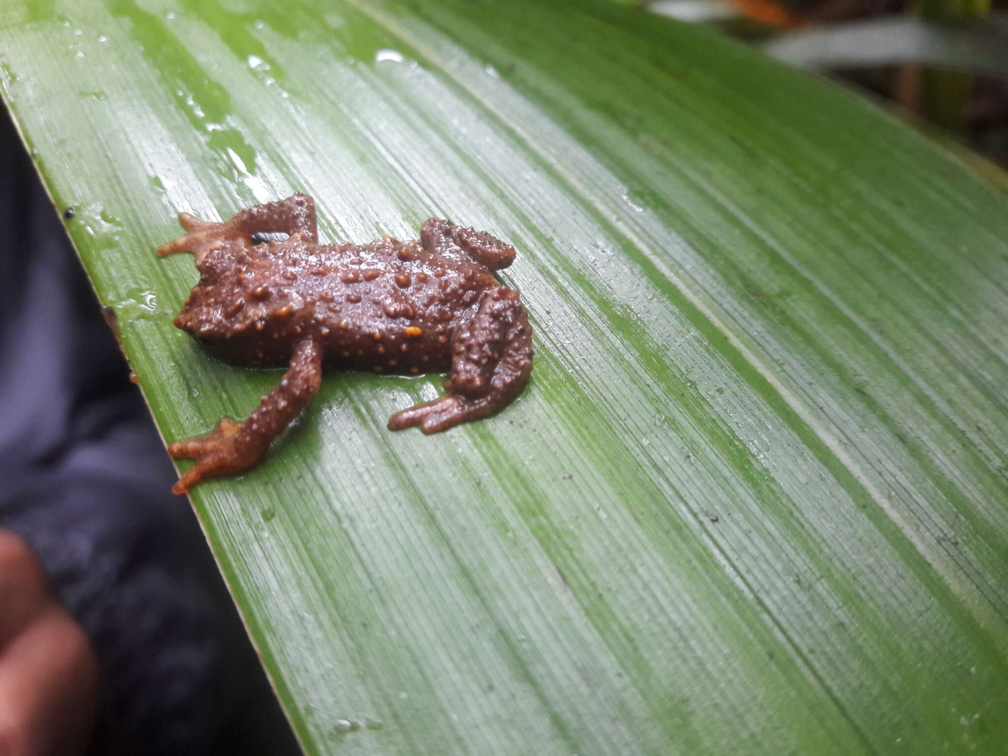 Image of Guacamayo Plump Toad