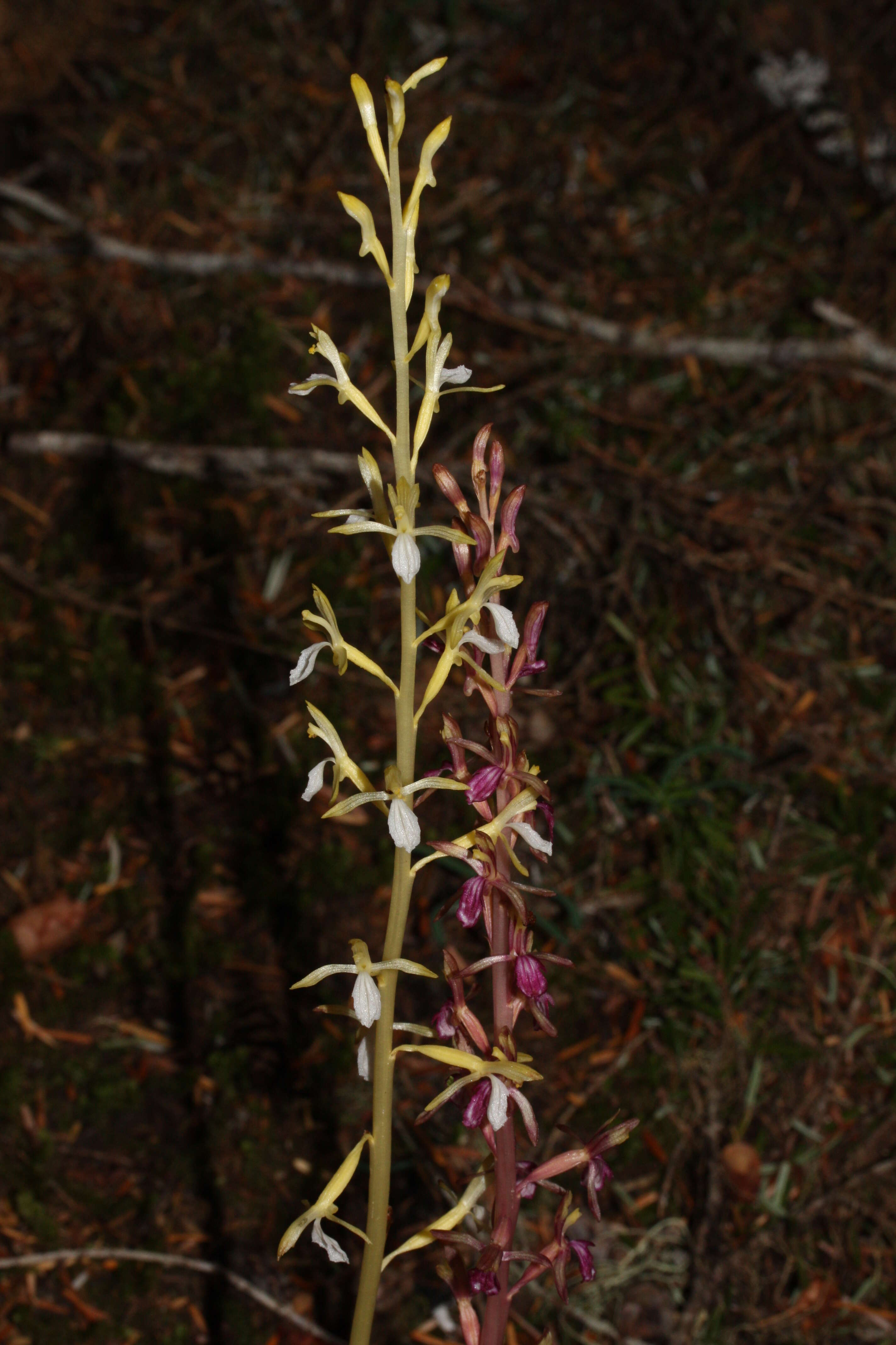 Image of Pacific coralroot