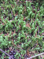 Image of robust rhytidiopsis moss