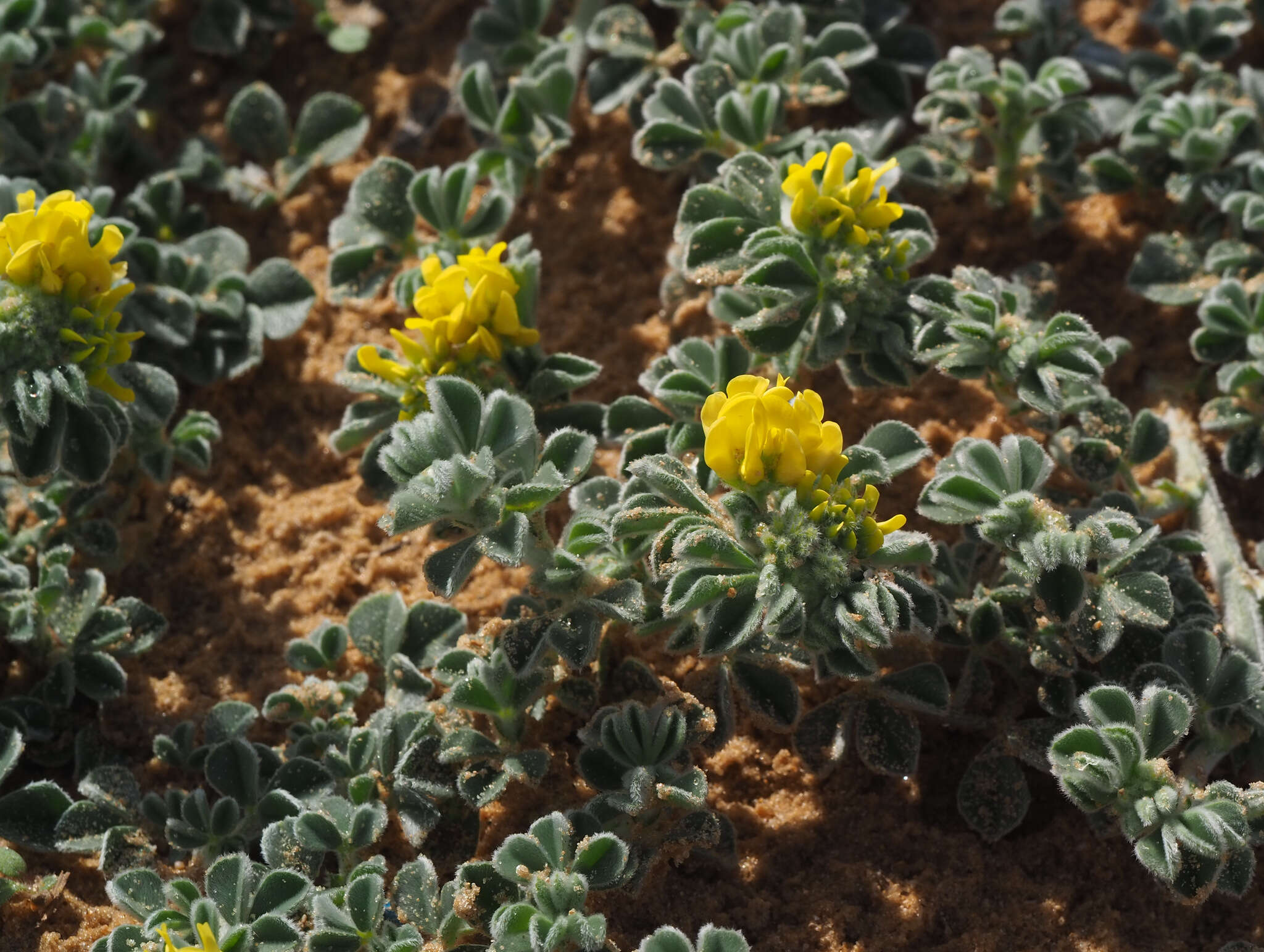 Plancia ëd Medicago marina L.