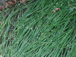 Image of Arthropodium candidum Raoul