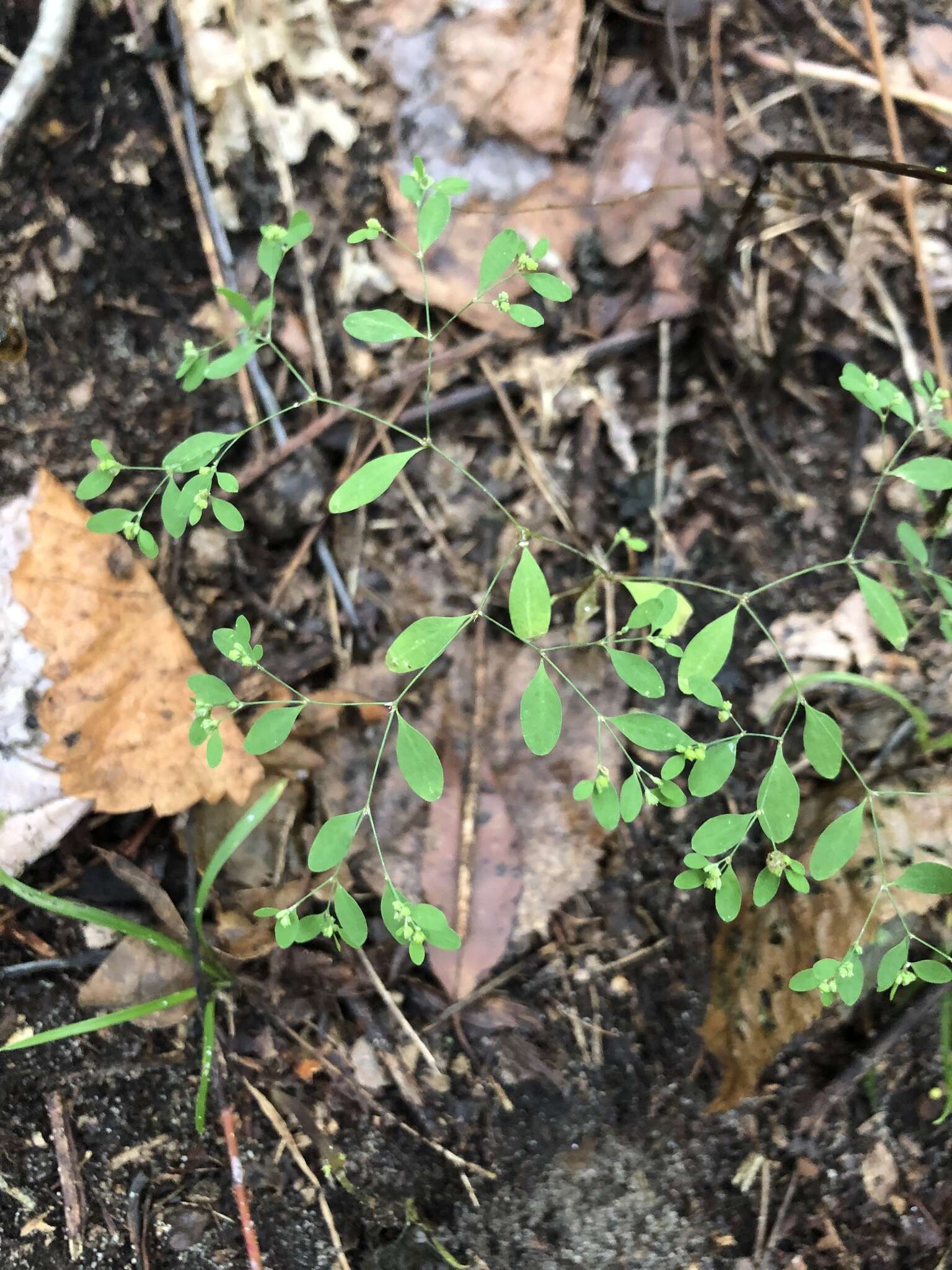 Image of smooth forked nailwort