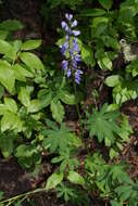 Image of broadleaf lupine