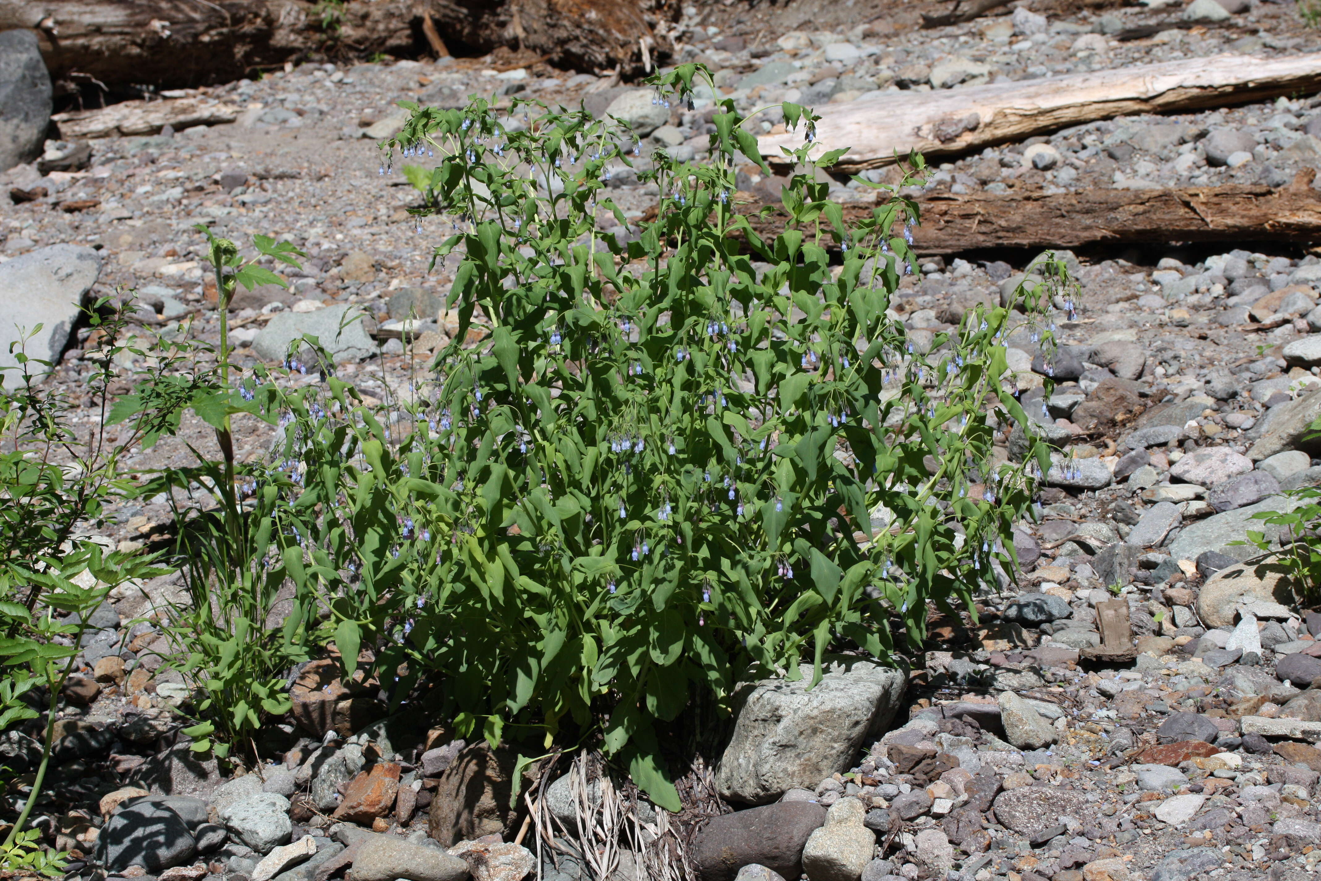 Image of tall bluebells