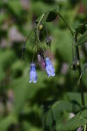 Image of tall bluebells