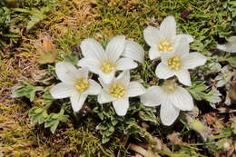 Imagem de Geranium ruizii Hieron.