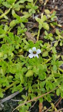 Plancia ëd Bacopa monnieri (L.) Pennell