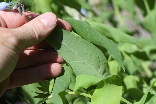 Mertensia paniculata (Ait.) G. Don resmi