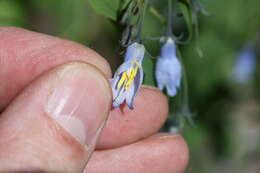 Image of tall bluebells