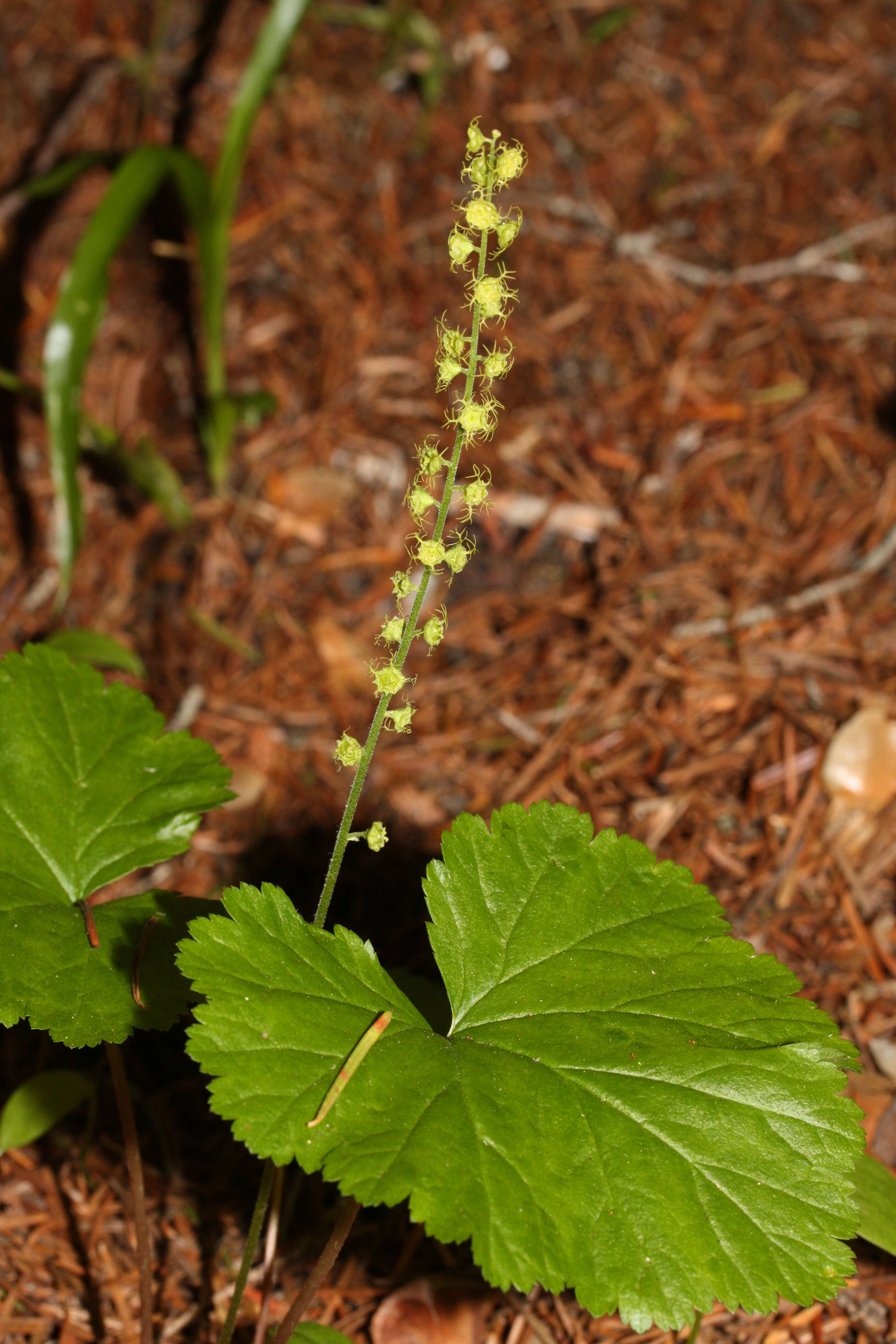 Image of Brewer's miterwort