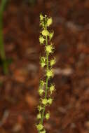 Image of Brewer's miterwort