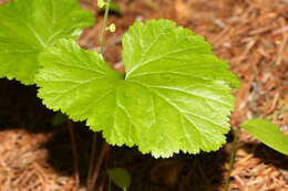 Image of Brewer's miterwort