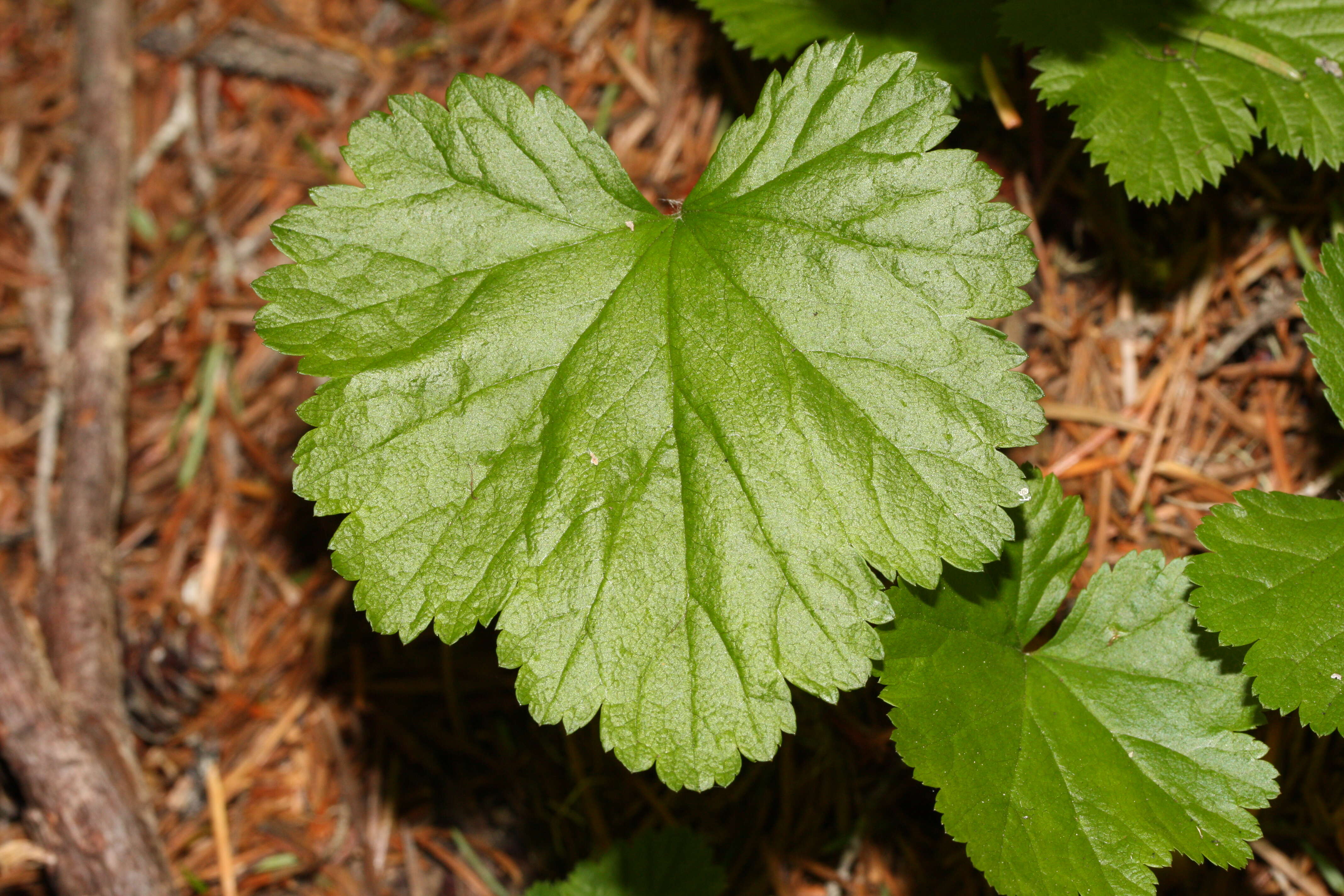 Image of Brewer's miterwort