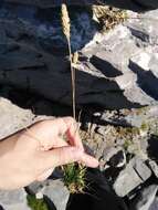 Image of Somerset hair grass