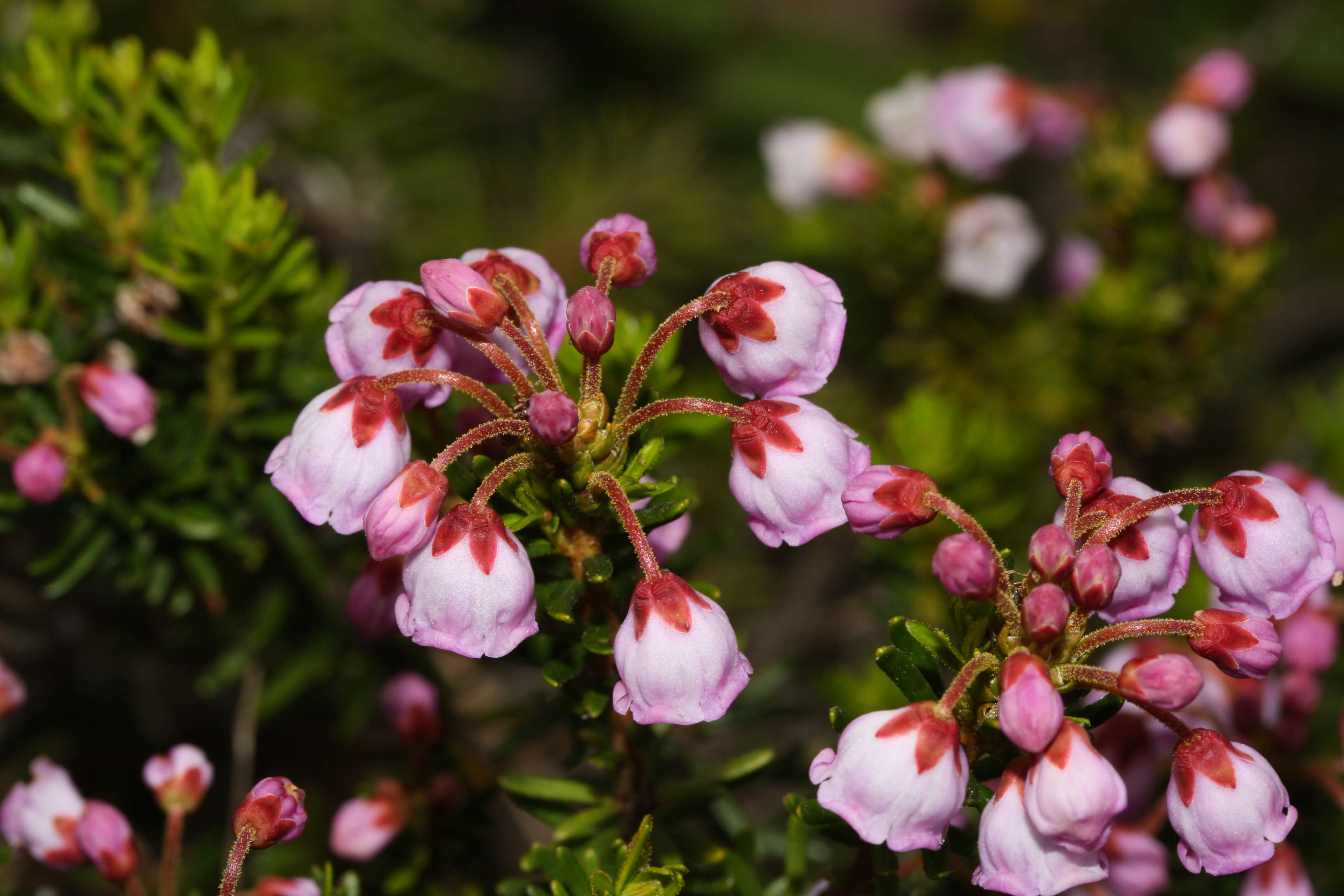 Image of pink mountainheath