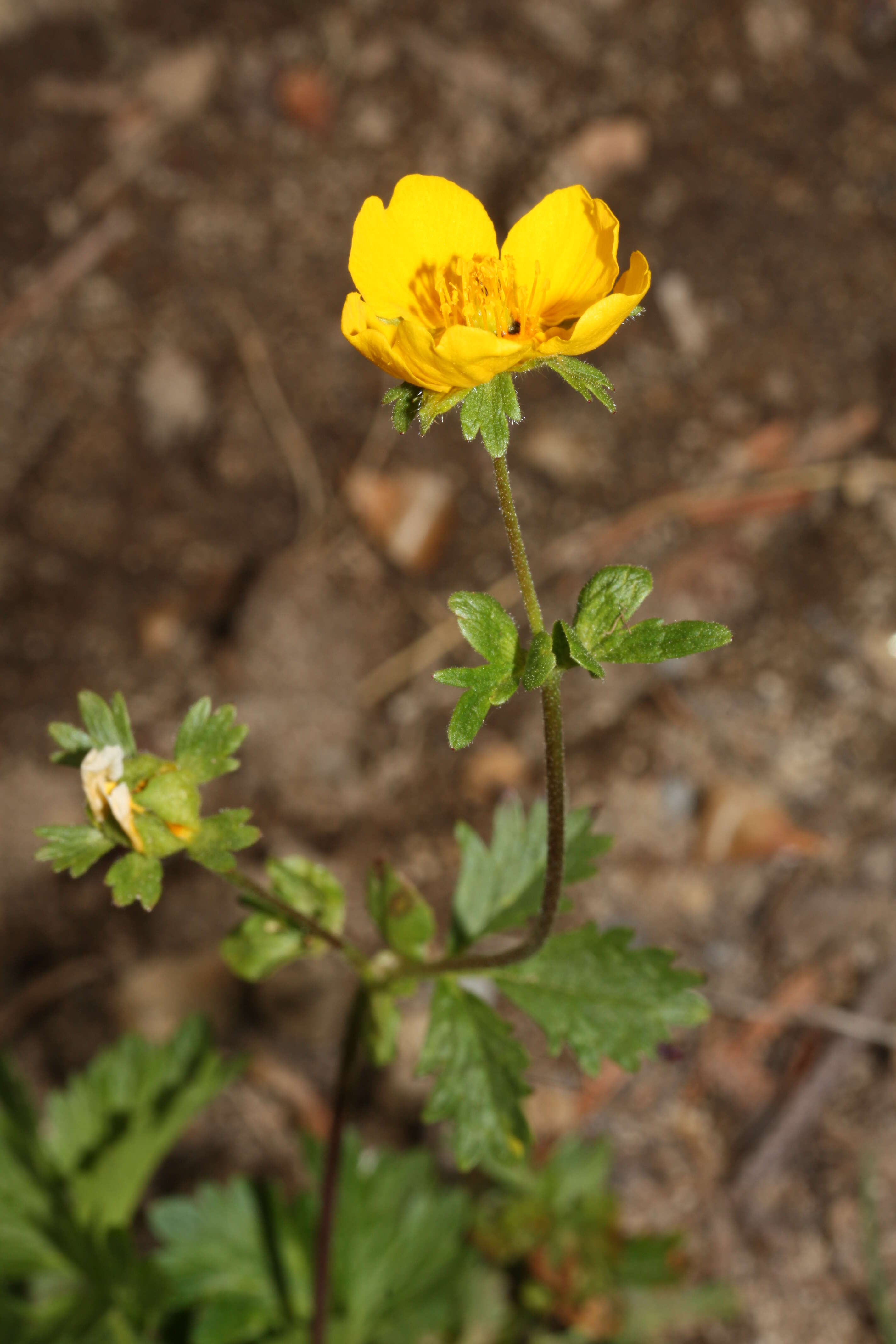 Image of high mountain cinquefoil