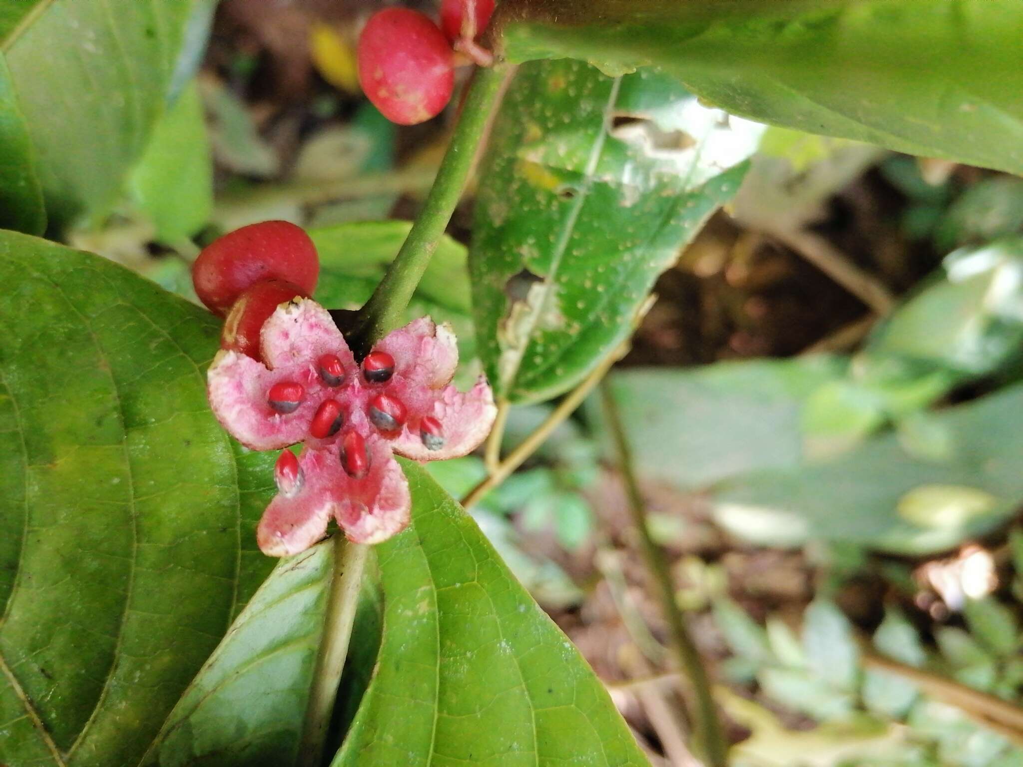 Image de Siparuna guianensis Aubl.