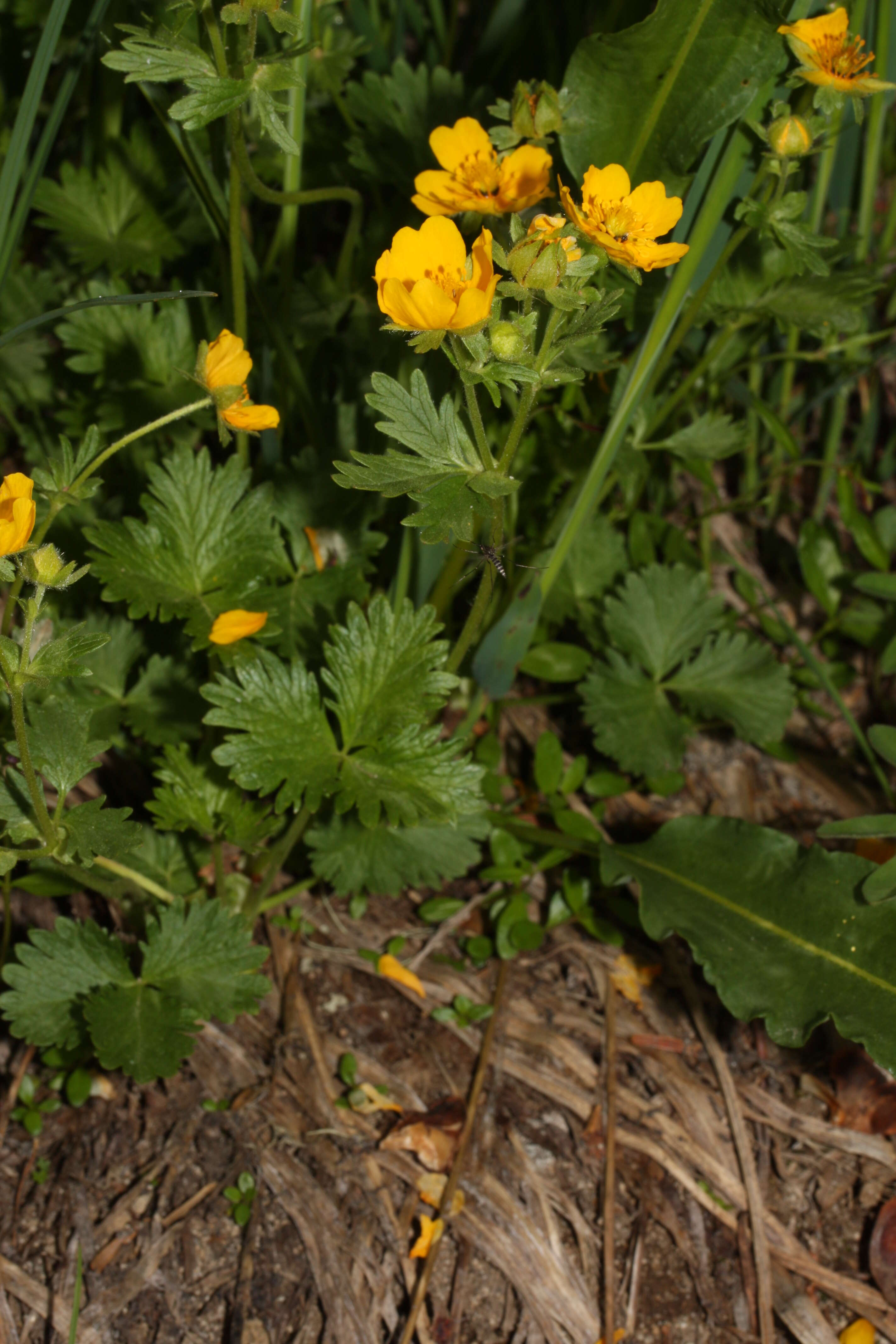 Image of high mountain cinquefoil