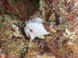 Image of Common scorpionfish