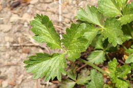 Image of high mountain cinquefoil