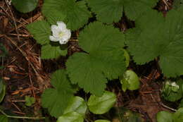 Image of roughfruit berry